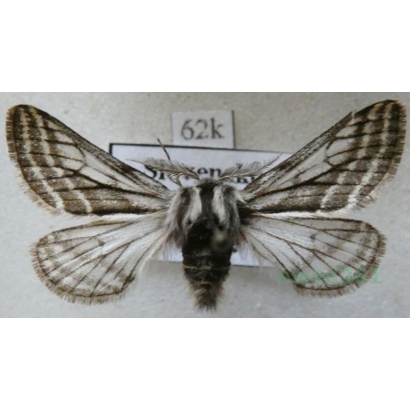 Lycia zonaria (Denis & Schiffermüller, 1775) male Włochacz pasiak Slovenia62k